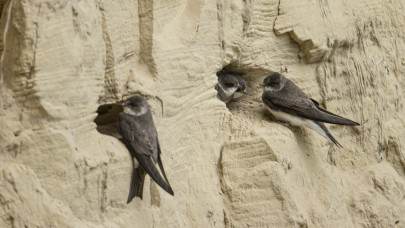 Őrület: madarak miatt alakítottak át 1500 négyzetméternyi területet itthon