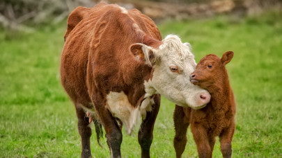 Nagy a baj: szarvasmarháról terjedt át emberre a fertőző betegség
