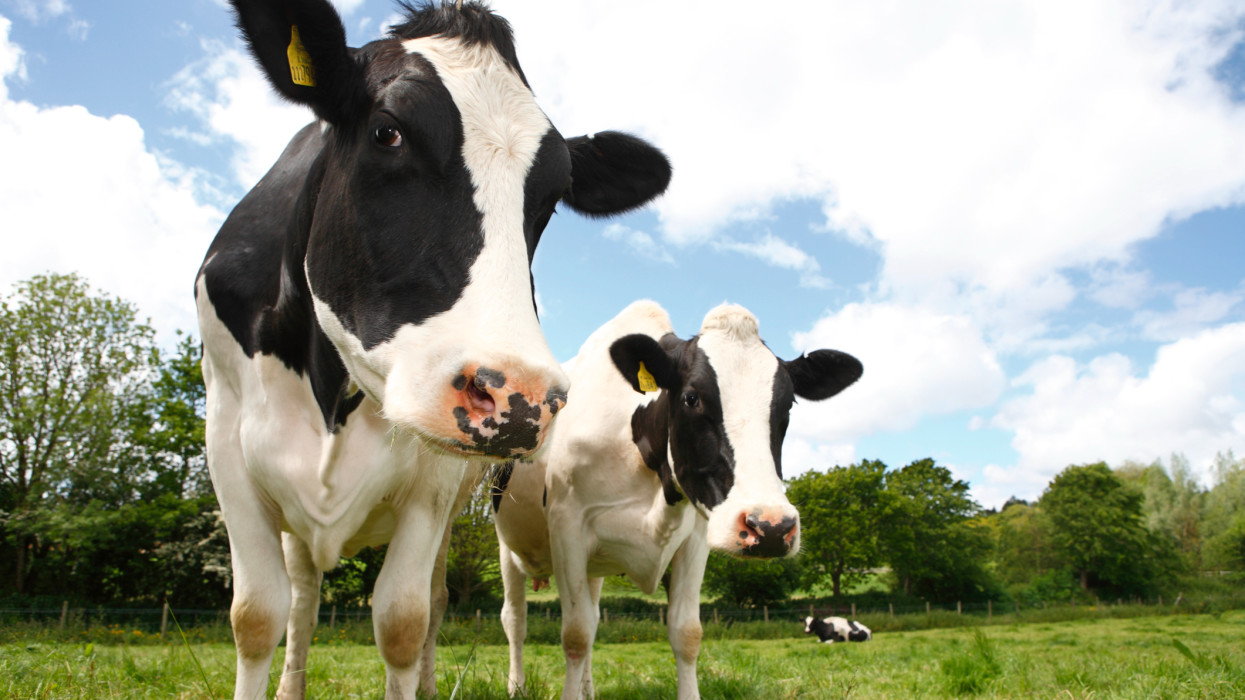 Itt a dánok nagy dobása: így csökkentenék a tehenek metánkibocsátását