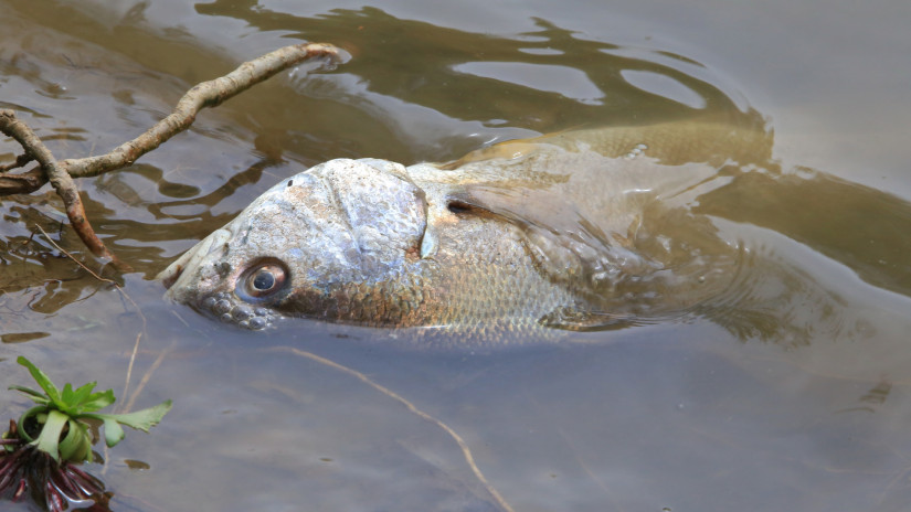 Pusztulnak a halak a Dunában: megvan, mi állhat a háttérben