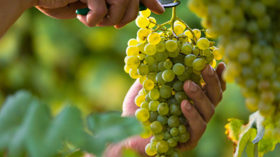 Ezért kincs az agráradat XXXIX. rész: Precíziós szőlőtermesztés  a neszmélyi  borvidéken