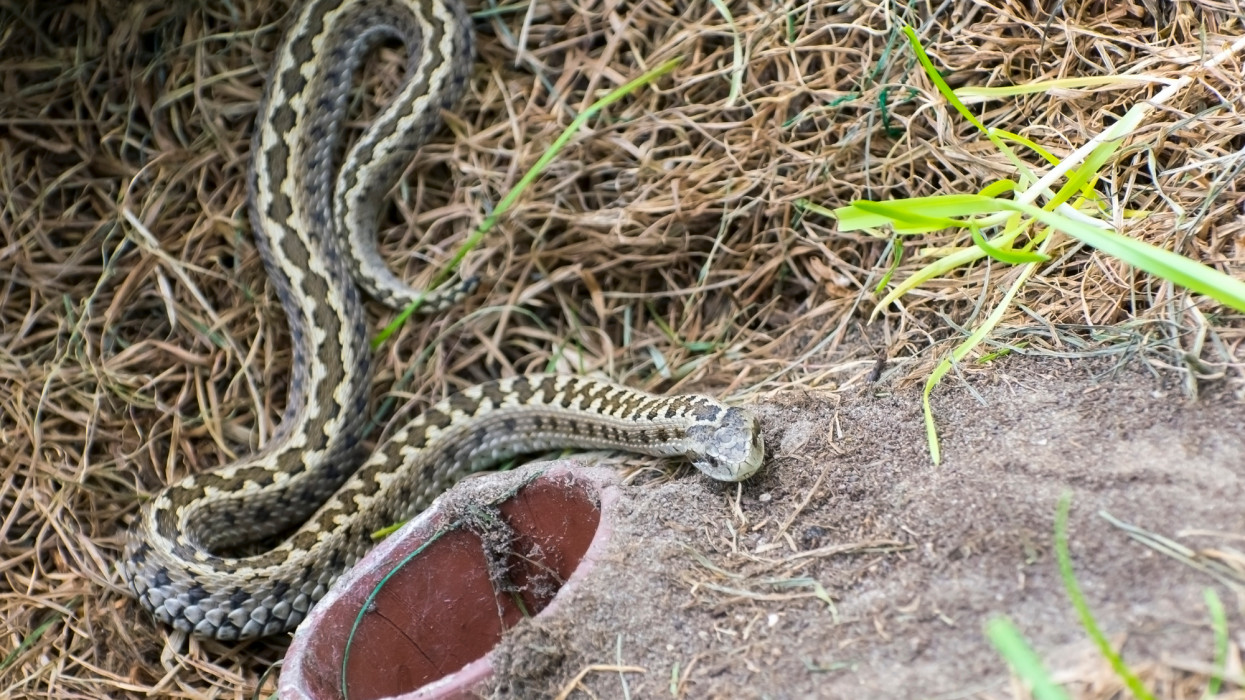 Nem mindennapi látvány a Fertő-tónál: ritka állatot kaptak lencsevégre