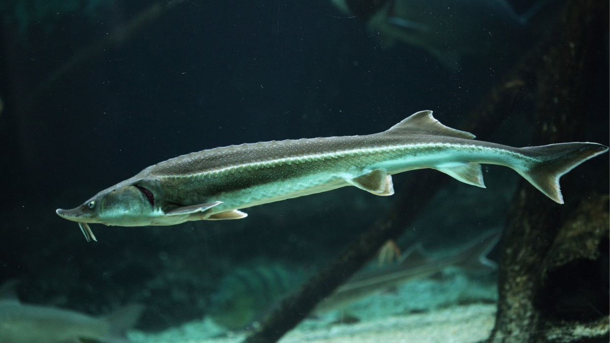 Ekkorát még nem láttál: ritka óriáshalat fogtak ki a Dunából