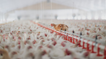Újabb járványkitörés történt Magyarországon: egyre nagyobb a baj